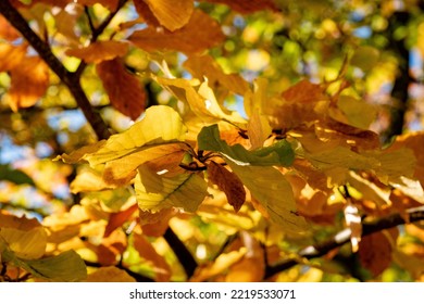 Beech Tree In Autumn Colours, Aarhus, Denmark