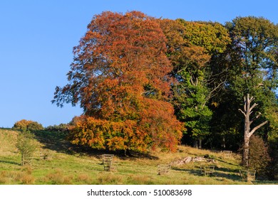 Beech Tree In Autumn Colours With A Blue Sky Background In The UK