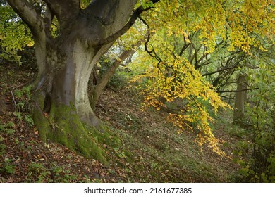 Beech Tree In Autumn, Cotswolds, England.