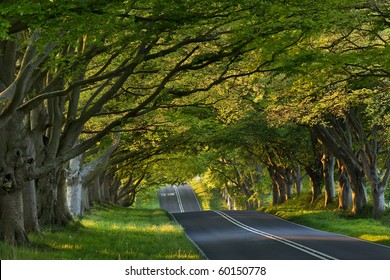 Beech Tree Avenue At Kingston Lacey, Dorset, UK