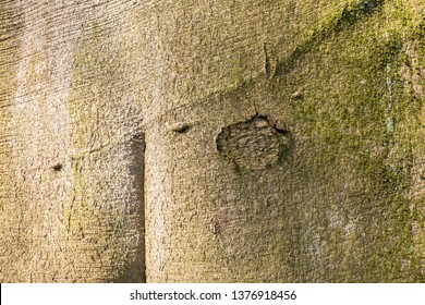 Beech Tree Bark In Closeup.