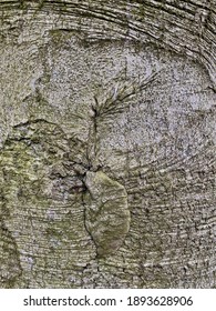 Beech Tree Bark In Closeup.