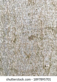 Beech Tree Bark Texture Closeup