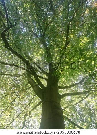 Similar – Image, Stock Photo Green Lung Colour photo