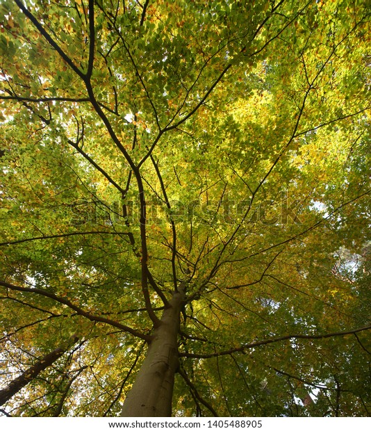 Beech Tree Crown Treetop Concept Nature Stock Photo Edit Now