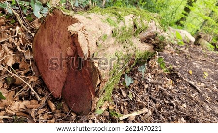 Beech tree cut down with chainsaw
