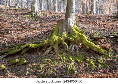 Beech tree (Fagus sylvatica) stump roots moss covered. - Powered by Shutterstock