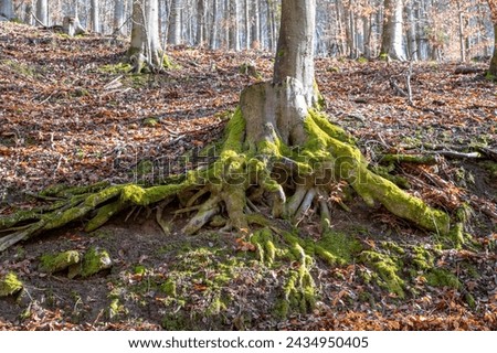 Beech tree (Fagus sylvatica) stump roots moss covered.
