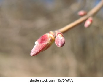 Beech Tree Flower Bud