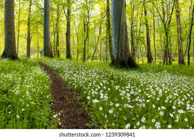 Beech Tree Forest Jutland Denmark Comes Stock Photo (Edit Now) 1340981831