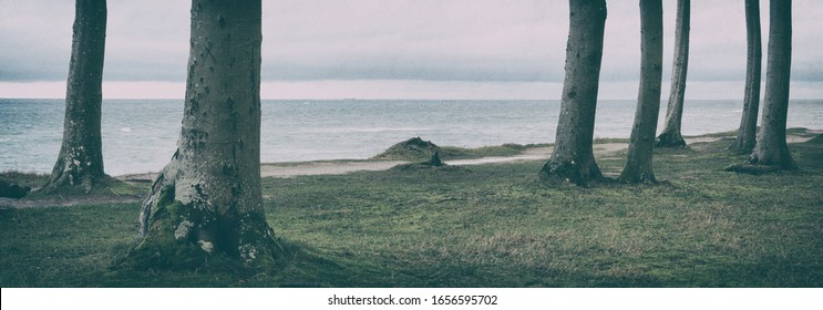 Beech tree Forest on the coast of the Baltic Sea in Winter, Germany
