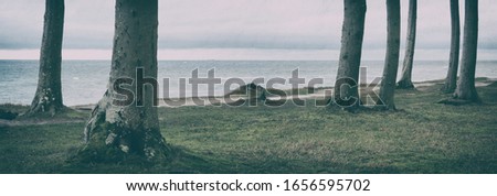 Beech tree Forest on the coast of the Baltic Sea in Winter, Germany