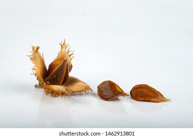 Beech seed Images, Stock Photos & Vectors | Shutterstock