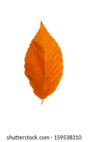 Beech Tree Leaf