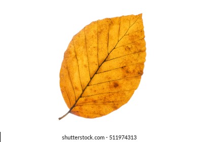 Beech Tree Leaf Isolated On White