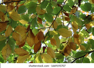 Beech Tree Leaves In Autumn.