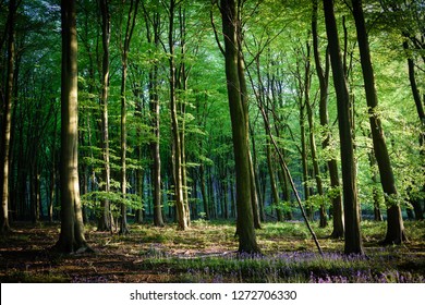 Beech Tree springtime woodlands with English bluebell flowering on the forest floor. Nottinghamshire woodland in England. - Shutterstock ID 1272706330