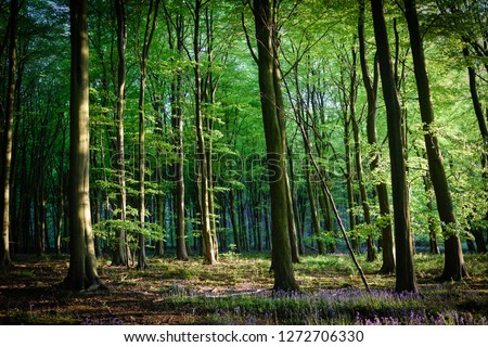 Beech Tree springtime woodlands with English bluebell flowering on the forest floor. Nottinghamshire woodland in England.