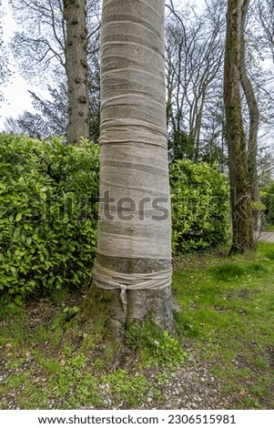 Beech tree trunk wrapped in jute, protection against drying out and sunburn, Hilversum, Netherlands