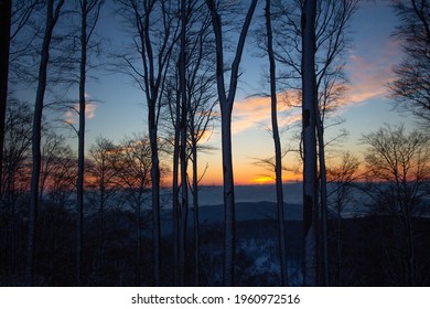 Beech tree woods at nightfall - Shutterstock ID 1960972516