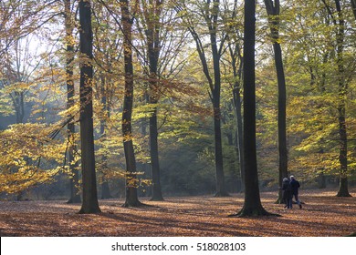 Beech Trees In The Autumn And Older Couple Walking Under The Trees In Dutch Province Of Utrecht