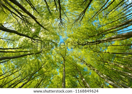 Beech Trees Forest from below, Early Spring, fresh green leaves