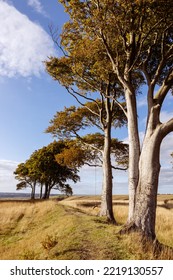 Beech Trees With Names Etched Into The Tree, Roundway Hill, Devizes