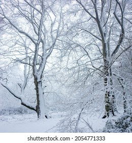 Beech trees and a winter wonderland, Painswick Wood, The Cotswolds, Gloucestershire, UK