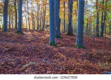 Beech Woodland With Autumn Colors