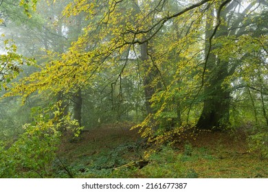 Beech Woodland In Autumn, Cotswolds, Gloucestershire, England.