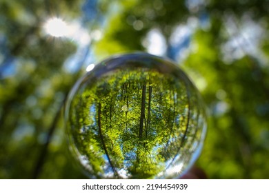 A Beech Woodland In Spring With Bluebells Through A Fish-eye Lens Germany Seen Through A Floating Crystal Ball