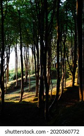 Beeches on the cliff in the rays of the setting sun