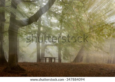 Beechforest in Soderasen nationalpark