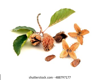 1,036 Beechnuts Images, Stock Photos & Vectors | Shutterstock