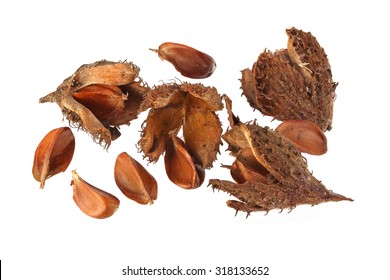 1,036 Beechnuts Images, Stock Photos & Vectors | Shutterstock