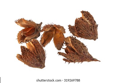 281 Beechnut Shell Images, Stock Photos & Vectors | Shutterstock