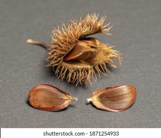 Beech seed Images, Stock Photos & Vectors | Shutterstock