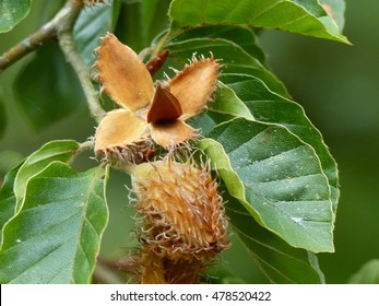 
Beechnuts / nut cupules on the tree, Fagus sylvatica. Fagaceae family
