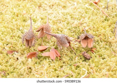 Beechnuts In Pygmy Weed