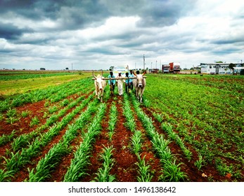 (Beed District),Beed, Maharashtra State, India.
August/22/2019.