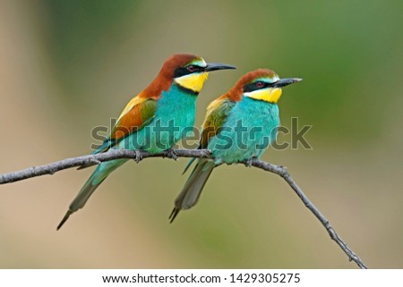 Similar – Portrait of a colorful bird