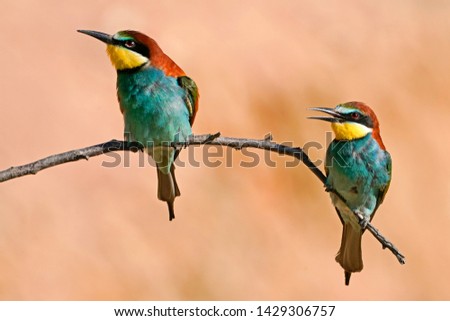 Similar – Portrait of a colorful bird