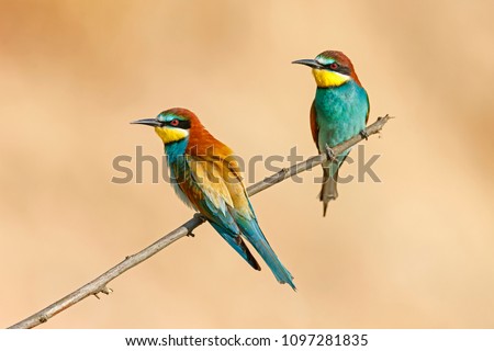 Similar – colorful bird Freedom