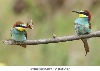 Afbeeldingen Stockfoto S En Vectoren Van Birdwatcher Shutterstock