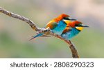 Bee-eater, Merops apiaster, Mediterranean Forest, Castilla y Leon, Spain, Europe