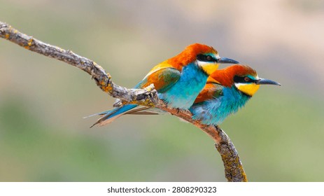 Bee-eater, Merops apiaster, Mediterranean Forest, Castilla y Leon, Spain, Europe