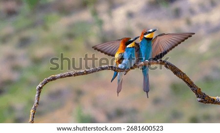 Bee-eater, Merops apiaster, Mediterranean Forest, Castilla y Leon, Spain, Europe