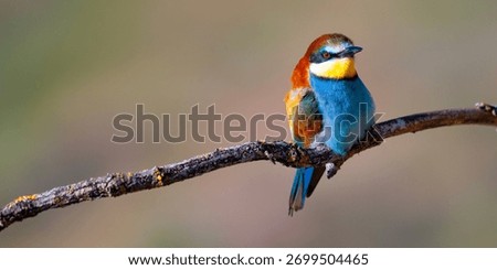 Bee-eater, Merops apiaster, Mediterranean Forest, Castilla y Leon, Spain, Europe