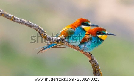 Bee-eater, Merops apiaster, Mediterranean Forest, Castilla y Leon, Spain, Europe