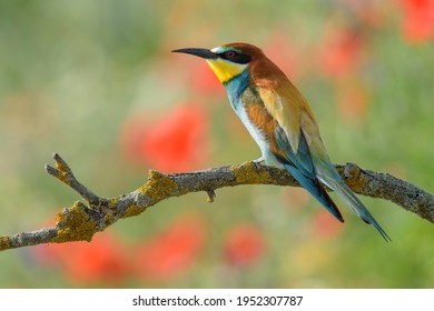 Bee-eater (Merops Apiaster), Perched, Kiskunság National Park, Hungary